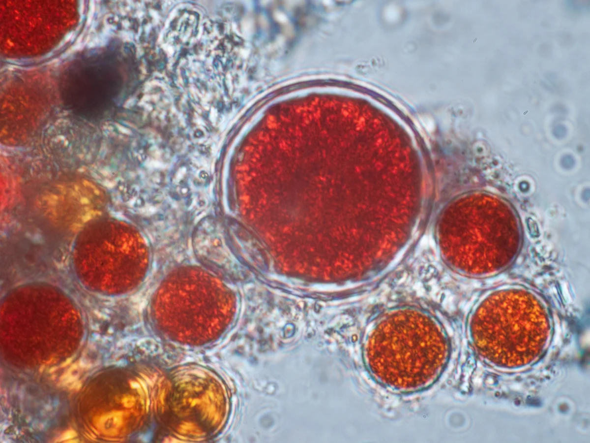Microalga Haematococcus pluvialis vista al microscopio: las células rojas concentran la astaxantina natural